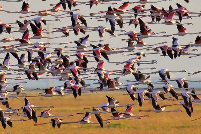 Sightseeing Day-Trip to Cadiz and Jerez from Seville - Key Points