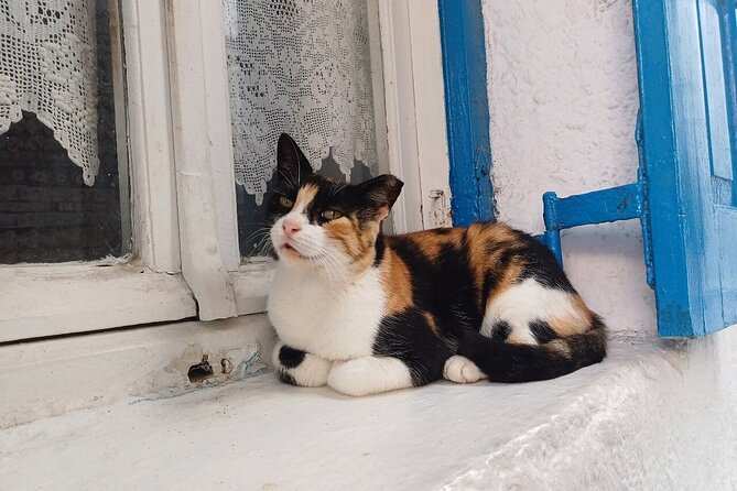 Sightseeing with a Mykonian(Small Group or Private) - Who Will Appreciate This Tour Most?