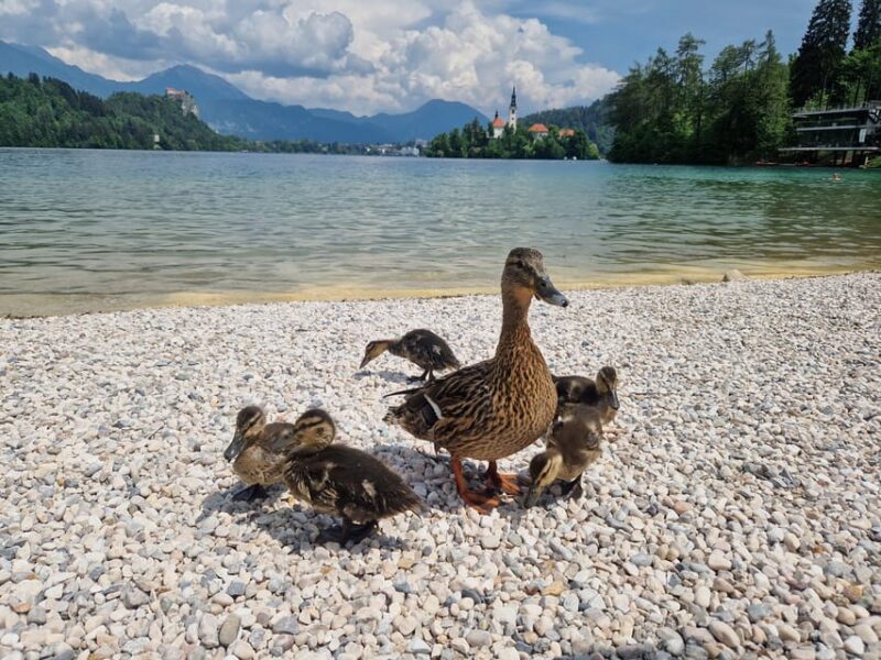 Sigismundi Luxury Adventures Breathtaking Bled All Inclusive - Strolling Through Bled Town