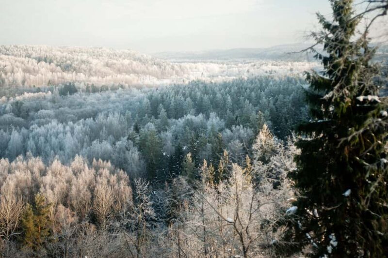 Sigulda: Walk in Gauja National Park with Photoghrapher - The Scenic Beauty of Latvian Old Forests and Stony Trails