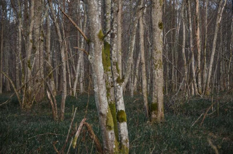 Sigulda: Walk in Gauja National Park with Photoghrapher - The Analog Photo Keepsake: How It Works
