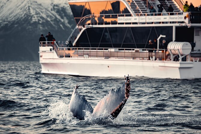 Silent Whale Watching - Discover Tromsø’s Silent Whale Watching Adventure for Around $201