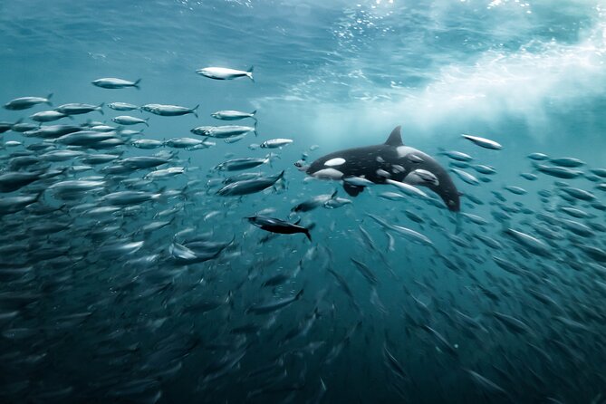 Silent Whale Watching - Food and Refreshments Aboard the Boat
