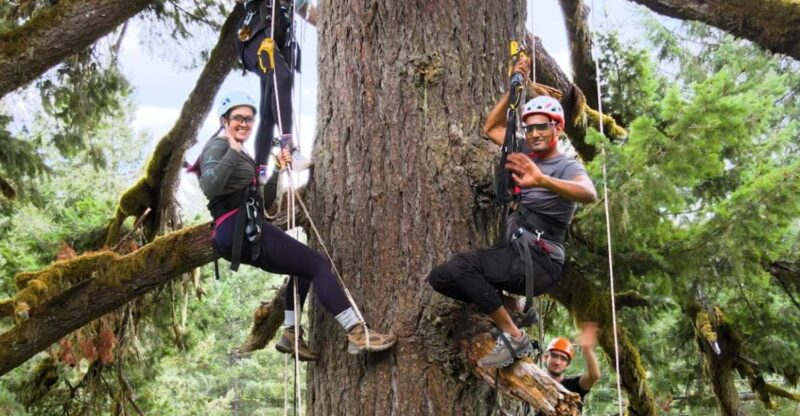Silver Falls: Old-Growth Tree Climbing Adventure - Discover the Old-Growth Forest from a New Perspective