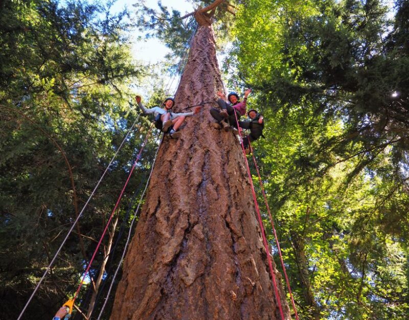 Silver Falls: Old-Growth Tree Climbing Adventure - What’s Included in the Climbing Adventure