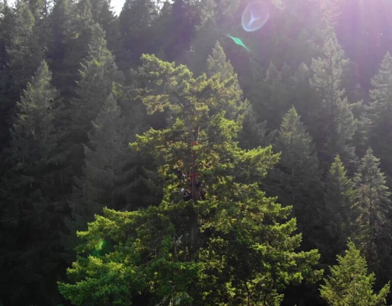Silver Falls: Old-Growth Tree Climbing Adventure - The Unique Experience of Canopy Climbing