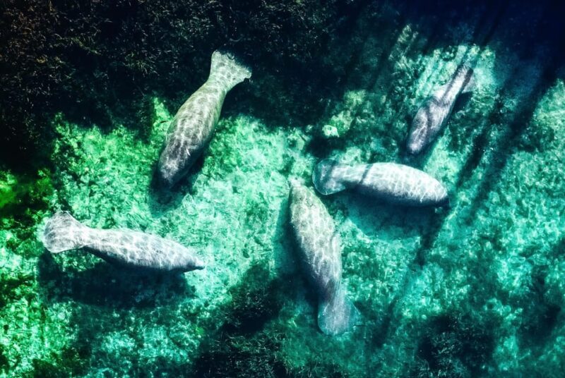 Silver Springs: Clear Kayak Manatee Season Tour - The Unique Experience of Clear Kayaking in Silver Springs