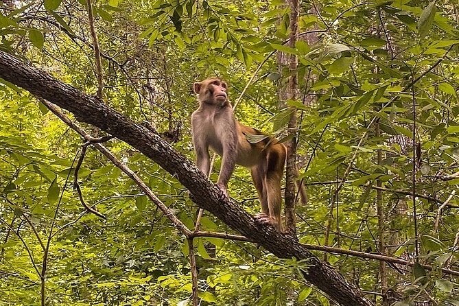 Silver Springs - Glass Bottom Kayak Rental - Experience the Silver River Wildlife Up Close