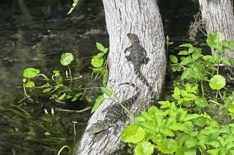 Silver Springs: Guided Clear Kayak or Paddleboard Gator Tour - Discover the Clear Waters of Silver Springs with a Guided Kayak or Paddleboard Tour