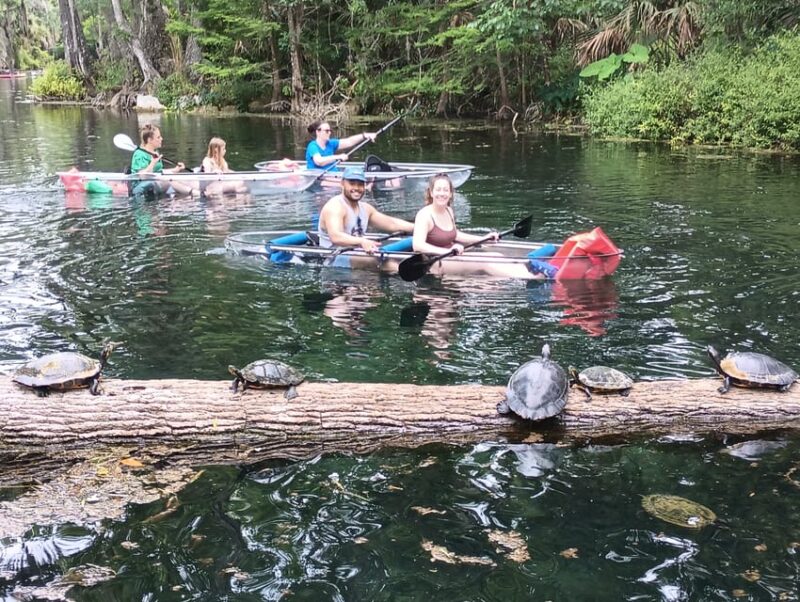 Silver Springs: Guided Clear Kayak or Paddleboard Gator Tour - Wildlife Sightings: Alligators, Manatees, and More