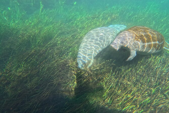 Silver Springs Guided Kayak Tour with Orlando Pick Up - The Logistics and Family-Friendly Nature of the Tour