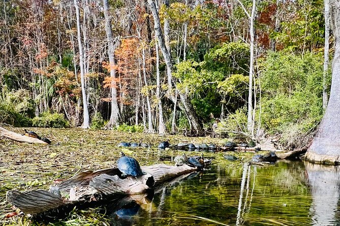 Silver Springs Guided Kayak Tour with Orlando Pick Up - What Sets This Tour Apart from Other Florida Waterways Tours