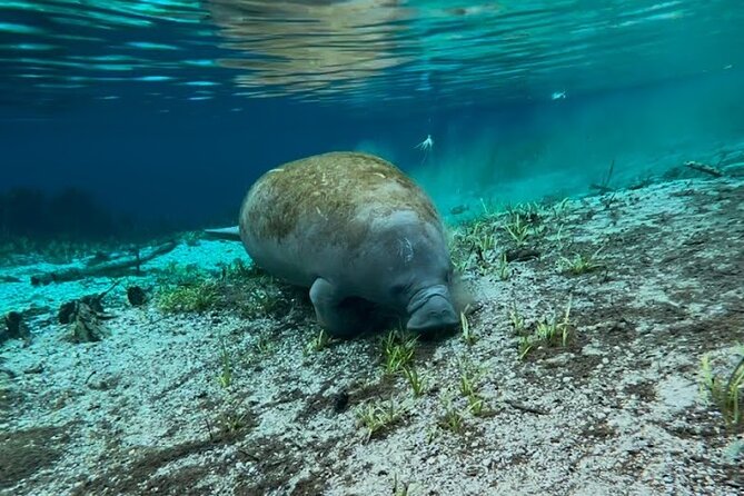 Silver Springs Jungle Kayaking and Paddleboarding - Pacing, Duration, and Experience Level