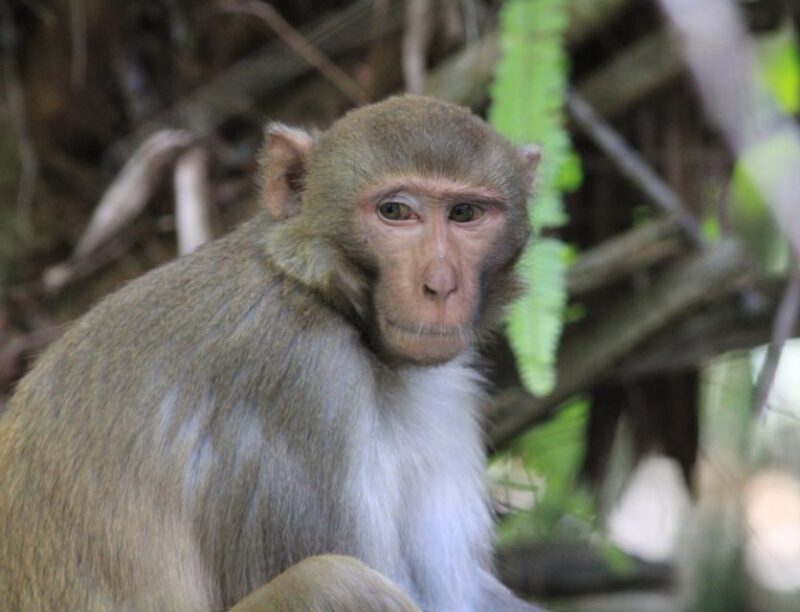Silver Springs: Manatees and Monkeys Clear Kayak Guided Tour - Discover Silver Springs: Top-Rated Crystal-Clear Waters and Wildlife Encounters