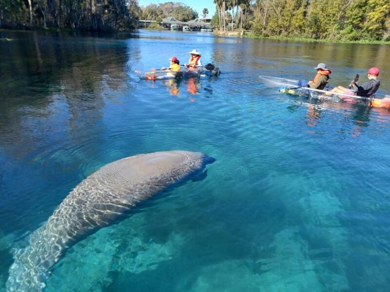 Silver Springs: Manatees and Monkeys Clear Kayak Guided Tour - The Role of Guides: Knowledge, Humor, and Photos