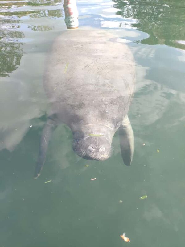 Silver Springs Orlando: Small Group Manatee Season Day Trip - Optional Tours and Self-Funded Activities