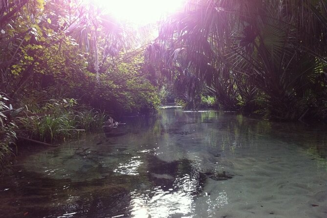 Silver Springs Self Guided Clear Kayak Rentals - Wildlife Encounters and Sunken Ship Relics