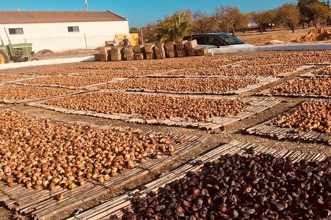 Silves: The Medieval Charm of the Algarve - Efficient and Comfortable Transportation from Albufeira