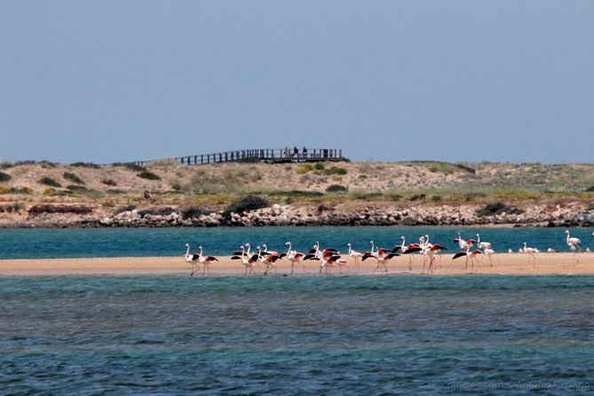 Silves: The Medieval Charm of the Algarve - Inside Silves Cathedral: A Taste of Religious Heritage