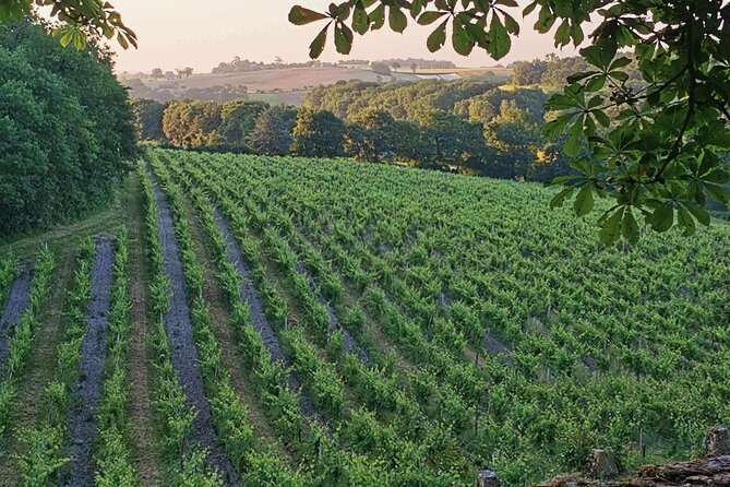 Simple Visit to Discover the Domaine d'Arton - Walk Through the Vineyards and Terroir