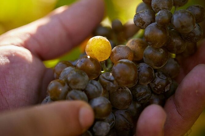 Simple Visit to Discover the Domaine d'Arton - Visit the Cellar and See Armagnac Aging