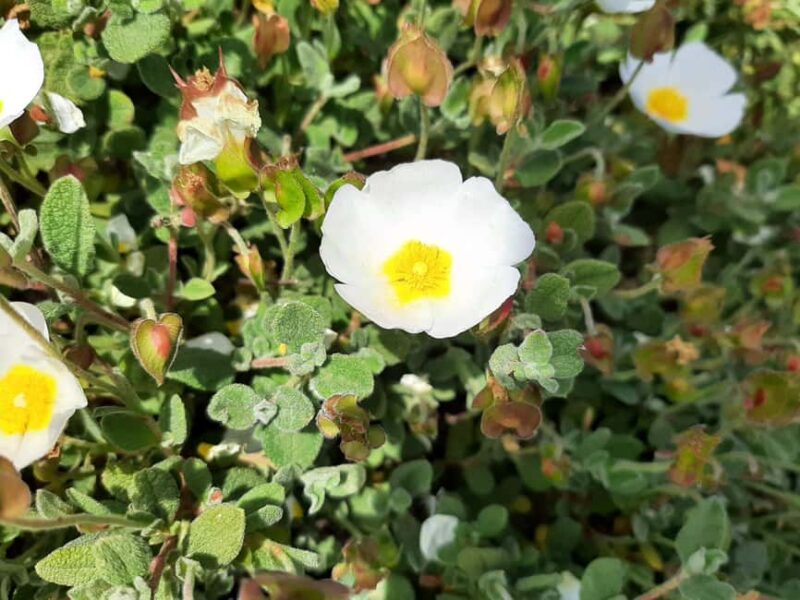 Sines: Private Guided Hike in the Costa Alentejana - Arriving in Porto Covo: Beaches, Streets, and Peace