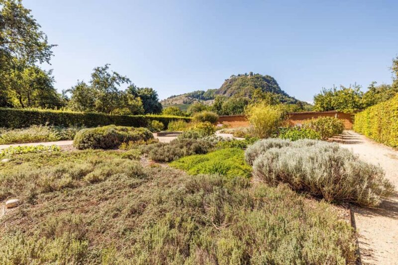 Singing: Guided herb tour "Wild herbs on the banks of the Aa" - Explore Wild Herbs on the Banks of the Aach with Constanze Frei