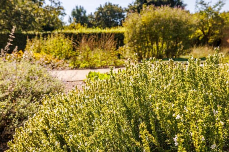 Singing: Guided herb tour "Wild herbs on the banks of the Aa" - Key Points