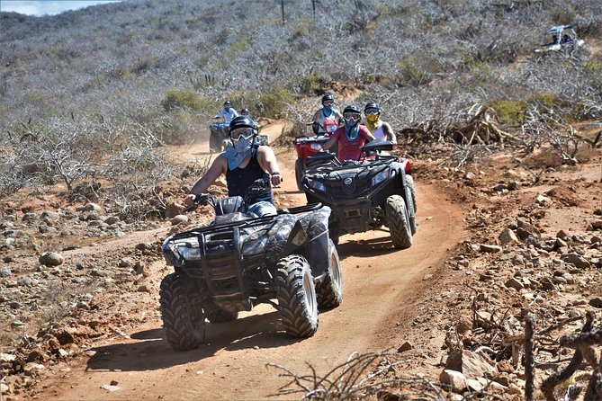 Single ATV Tour from Migriño Beach & Desert - Wildlife and Vegetation Encounters