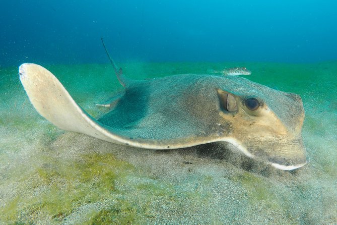 Single Dive for qualified divers from shore, region Puerto del Carmen. - Discover a Personalized Shore Dive in Puerto del Carmen