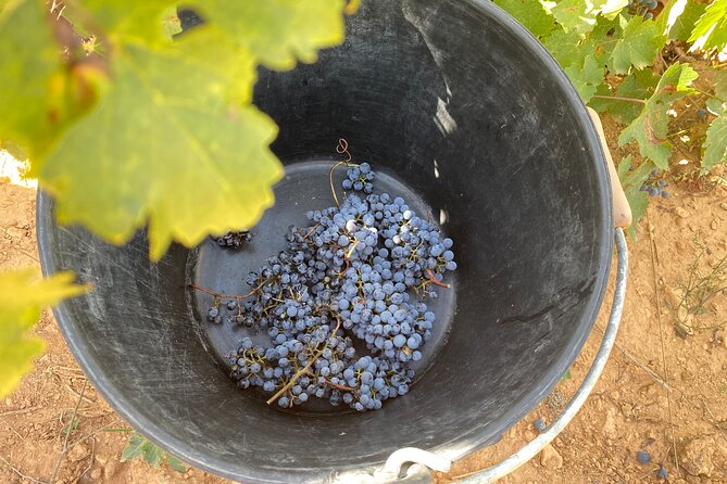 Singular Valencia Wine Tour Utiel Requena Wineries - Practical Details: Logistics and Group Size