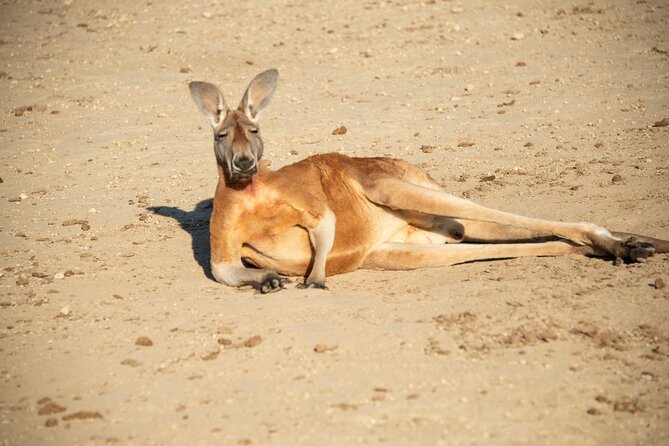 Sip and Animal Safari Experience in Fredericksburg - Discover the Sip and Animal Safari Experience in Fredericksburg