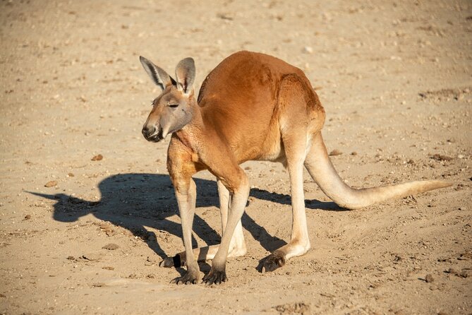 Sip and Animal Safari Experience in Fredericksburg - Key Points