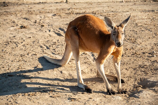 Sip and Animal Safari Experience in Fredericksburg - The Unique Kangaroo and Exotic Animal Encounters