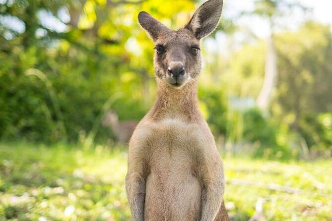 Sip and Animal Safari Experience in Fredericksburg - What Makes This Tour Stand Out in Fredericksburg