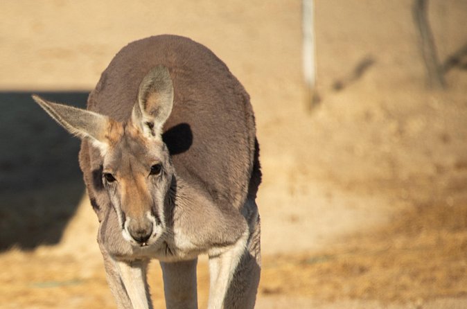 Sip and Animal Safari Experience in Fredericksburg - Limitations and Considerations