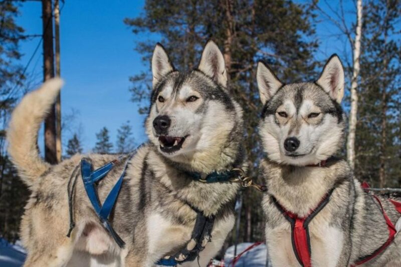 Sirkka: Husky Sled Ride in Levi - Key Points