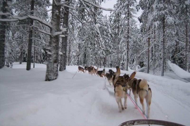 Sirkka: Husky Sled Ride in Levi - Meeting Point and Logistics in Levi