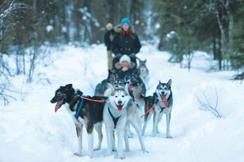Sirkka: Husky Sled Ride in Levi - The Sled Ride Experience in Levi