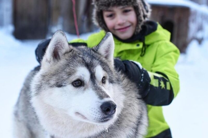 Sirkka: Husky Sled Ride in Levi - Learning About Huskies and Arctic Life