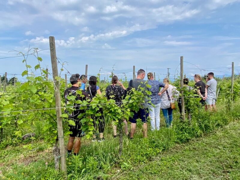 Sirmione: Vineyard Tour with Lugana Wines and Local Tastings - Sirmione: Vineyard Tour with Lugana Wines and Local Tastings