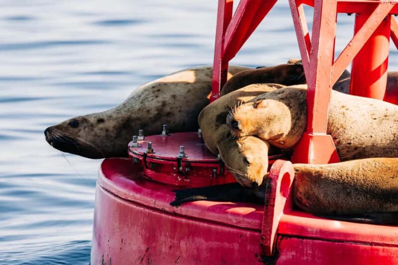 Sitka: Islands of Wonder Wildlife Adventure - Remote Island Beach Walk and Tide Pool Exploration