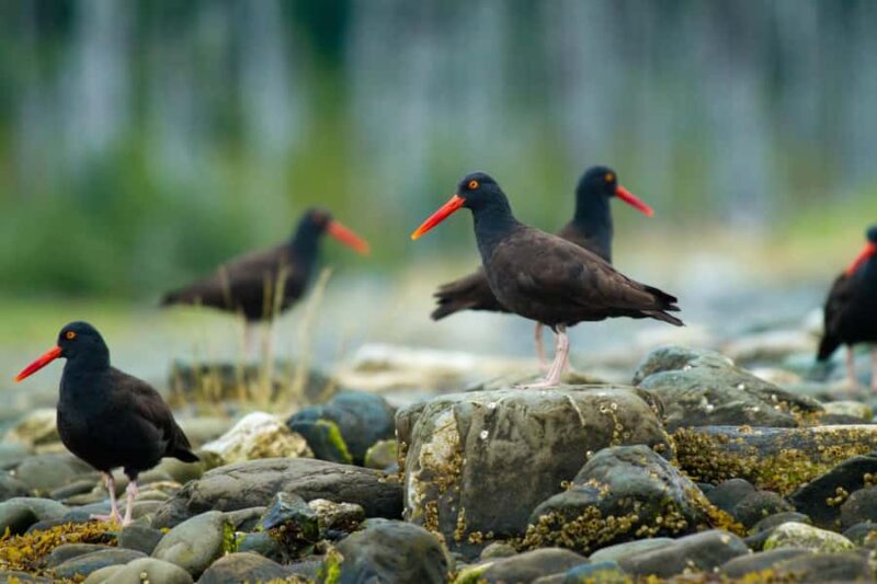 Sitka: Islands of Wonder Wildlife Adventure - Booking Flexibility and Cancellation Policy