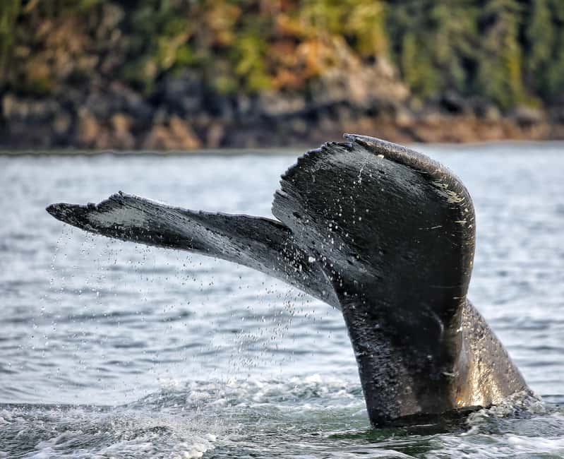 Sitka: Premiere Whale Watching and Wildlife Tour - The Expertise of Captain Parker