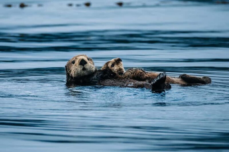 Sitka: Private Full Day Wildlife Boat Tour with Beach Lunch - What’s Included and What to Prepare