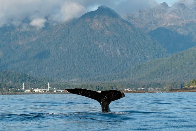 Sitka Sea Birds & Marine Life Private Charter Scenic Eco-Tour - Timing, Pacing, and Flexibility