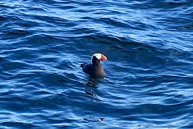 Sitka Sea Birds & Marine Life Private Charter Scenic Eco-Tour - The Captains and Guides: Expertise and Personal Touch