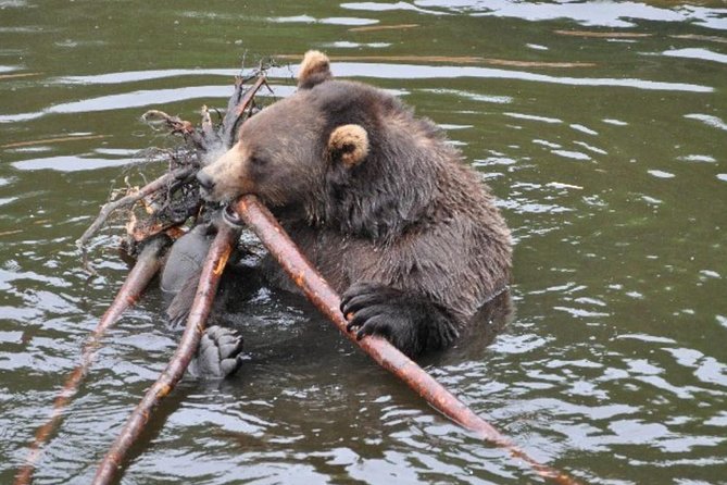Sitka Shore Excursion: Bears, Raptor Center, & Totem Park Tour (Small Group) - Sitka’s Wildlife Encounters at Fortress of the Bears