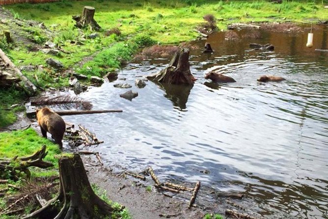 Sitka Shore Excursion: Bears, Raptor Center, & Totem Park Tour (Small Group) - Additional Highlights: St. Michael’s Cathedral and Local Shopping