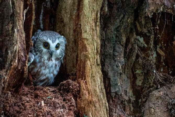 Sitka Shore Excursion: Bears, Raptor Center, & Totem Park Tour (Small Group) - The Sum Up: An Engaging and Educational Sitka Experience